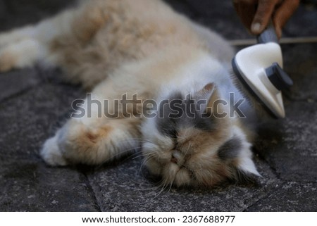 brushing calico persian cat photo Royalty-Free Stock Photo #2367688977