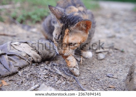a wild village cat is eating