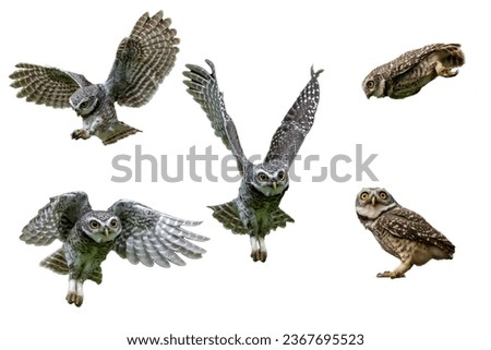 Collection of Flying and standing Spotted Owl isolated on white background, Spotted Owlet isolated.