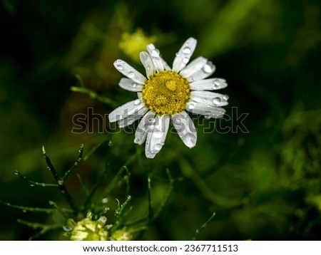 raindrops on the petals of a white fading chamomile