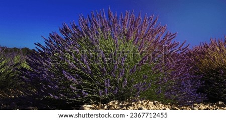 View of flowers in lavender field, Valensole, France