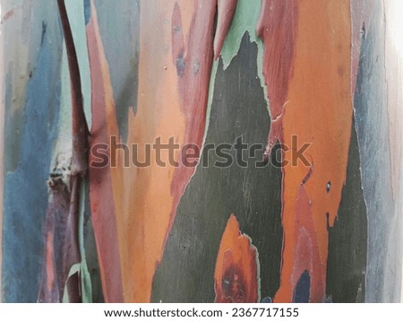 The texture of the tree bark is colorful, smooth, with some peeling.