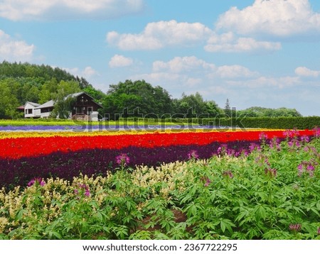 The lanscape of the rainbow Flower Field in Tomita farm , Furano city, Hokkaido prefecture, Japan