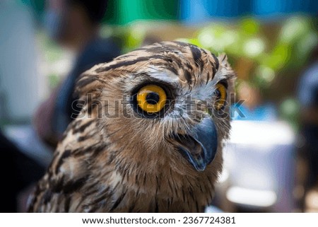 A close-up photo of an owl with yellow eyes. The owl is looking directly at the viewer, and it appears to be very interested in the photographer. The owl's feathers are a mottled brown and gray color,