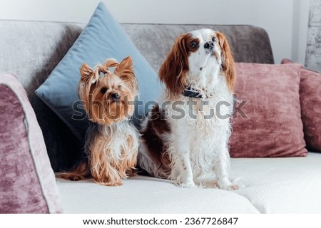 Two cute purebred domestic dogs Spaniel and York Terrier sitting on the sofa