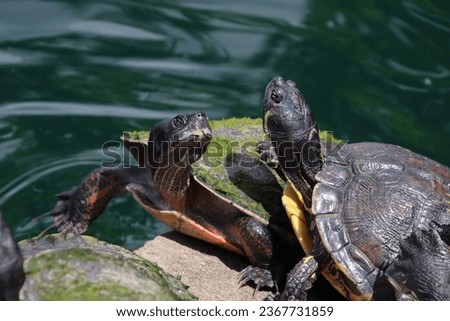 Turtles sunning on rocks in lake on bright sunny day.