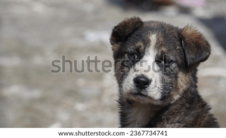 Cute puppy looking very sad with blurry background