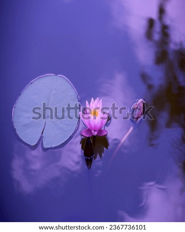 Photo of Shapla flower with a beautiful leaf. picture Shooting time September 19.2023