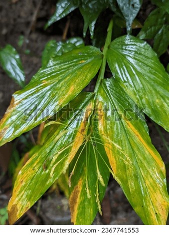 green leaf in deep forest stock photo
