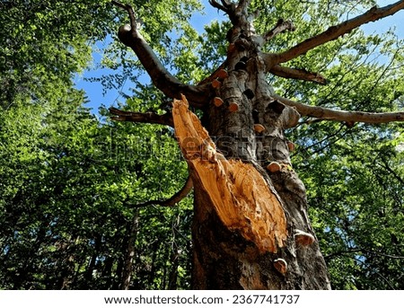 holy images on a beech tree and a cross in a forest landscape protect people and pilgrims from the elements. to pray at the tree on which the image of the saint is attached
