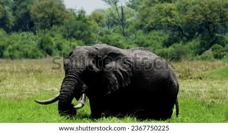This is a picture of ivory. This is an outdoor scene with grass and trees in the background.