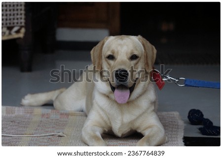 Happy Dog , Happy expression.
 Pet lover ,Pet  photography 
