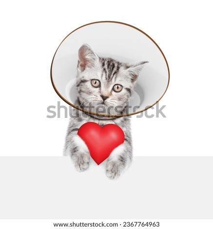 Cute tabby kitten wearing protective cone collar holds red heart above empty white banner. Isolated on white background