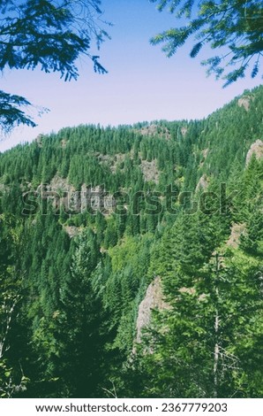 View of tree covered mountains from between two pine trees, with a color scheme similar to that of old film, giving it a retro feel.  Royalty-Free Stock Photo #2367779203
