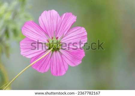 pink flower bloom, isolated from natural green background