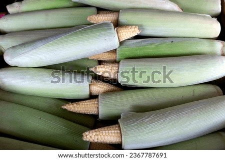 Small, ripe corn is used for cooking, and can be used for magazine, brochure or social media backgrounds