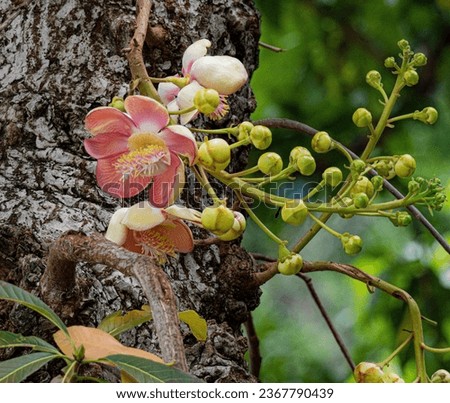 the flower is blooming in a tree's trunk, in the style of chuah thean teng, pentax k1000 Royalty-Free Stock Photo #2367790439