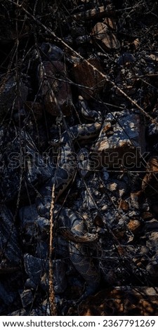 forest floor with fallen dry leaf