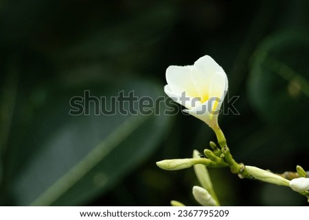 a white flower grows on a branch, in the style of art of the ivory coast, light yellow and dark emerald, art of tonga, sharp focus, frequent use of yellow, thai art