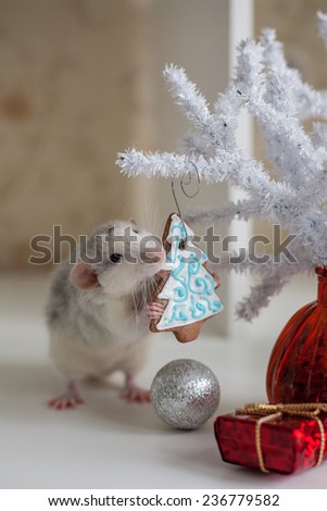 Pretty funny rat on a background of Christmas decorations