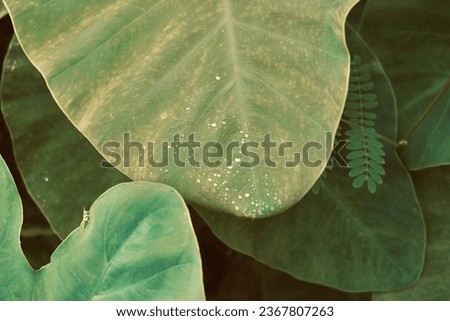 Plant garden , Colocasia esculenta var. aquatilis Hassk , Elephant Ear , drops water on leaves.