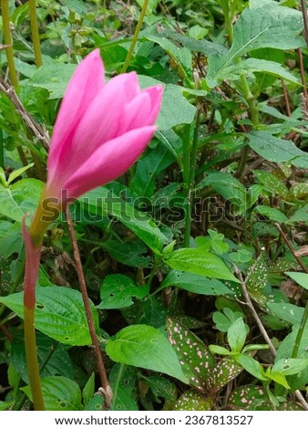 Can you imagine? This is just a junglee flower blooming for short period  Royalty-Free Stock Photo #2367813527