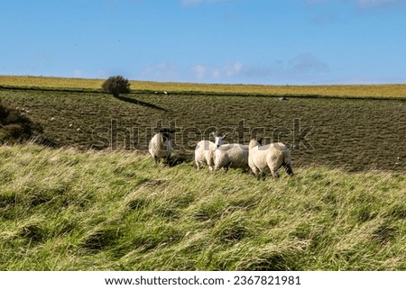 Sheep grazing in the South Downs on a sunny autumn day