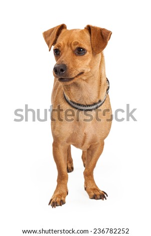 A cute little Chihuahua crossbreed dog standing and looking forward