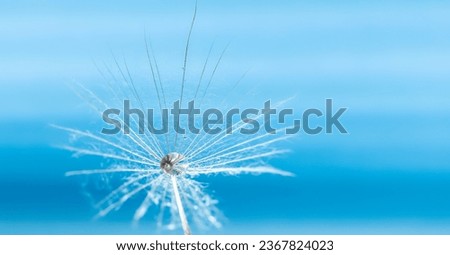 A drop of water on a dandelion parachute. Soft focus. Selective sharpening. Beautiful natural background. gentle image of a spring dandelion.
