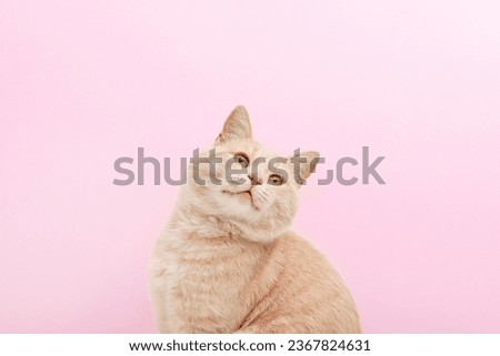 Portrait of a cute ginger cat that looks up on a pink background