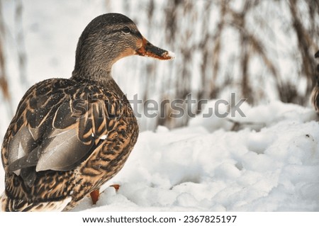 Female mallard duck wades and walks through snowdrifts in winter Royalty-Free Stock Photo #2367825197