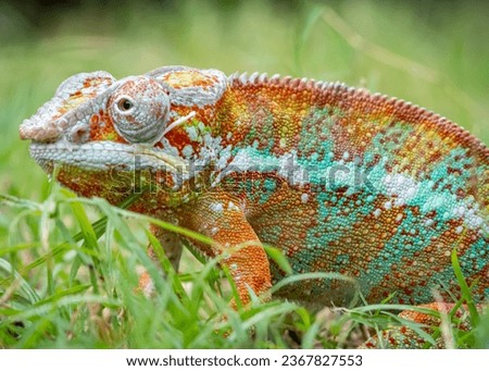 closeup of a chameleon on grass, juvenil chameleon panther
