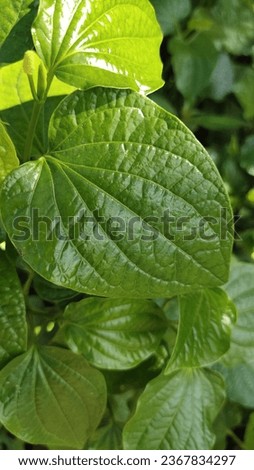 Wild Betel Leafbush, Piper sarmentosum roxb, native organic vegetable Herbs with green leaves resembling a heart shape