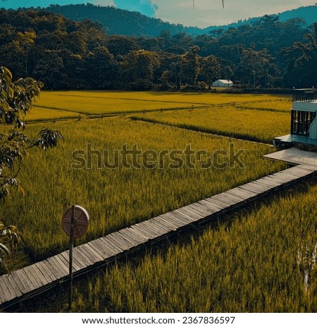 A wooden bridge in the middle of a quiet rice field feels warm and safe.