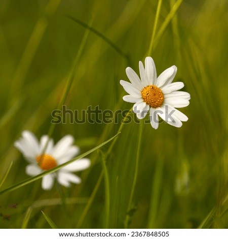 Ox-eye daisy on a flower meadow. Fuzzy background.