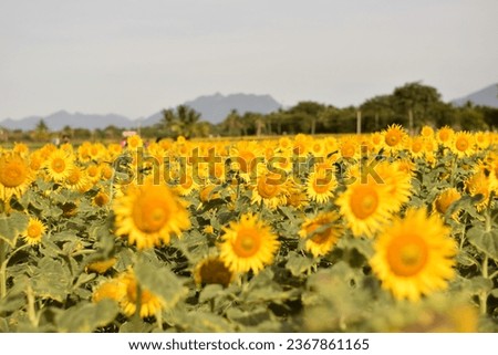 above picture is sunflower field