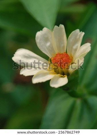 Beautiful zennia flowers in the garden in the early morning with nature background