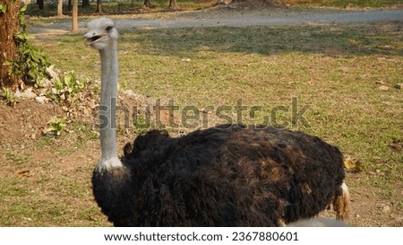 photo of an adult ostrich with thick feathers
