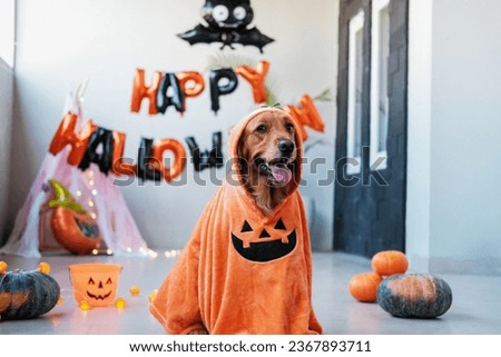 Halloween dog in a pumpkin costume. A dog of the Golden Retriever breed sits against the background of Happy Halloween decorations in a pumpkin costume. Funny animals for Halloween.
