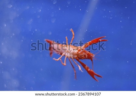 a lobster under the water 