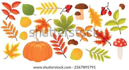 Vector bright image of autumn tree leaves. Autumn and warmth concept. Elements for your design