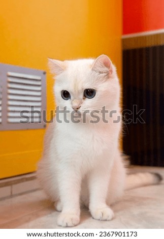 A family of a male and female british cats color gold chinchilla point - almost white with blue eyes
