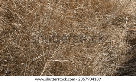 dry long grass on the field tangled by the wind, natural light beige background, chaotic interweaving of withered blades of grass in the sunlight