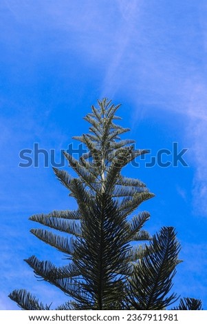 towering pine trees against a blue sky background
