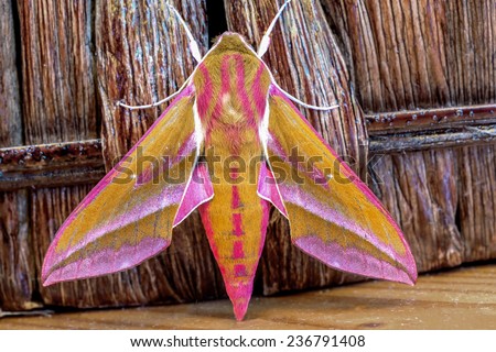 close-up picture of an elephant hawk moth