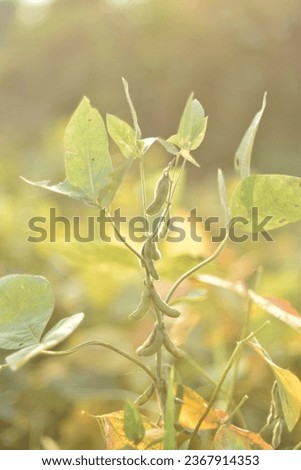 close up of soybean tree
