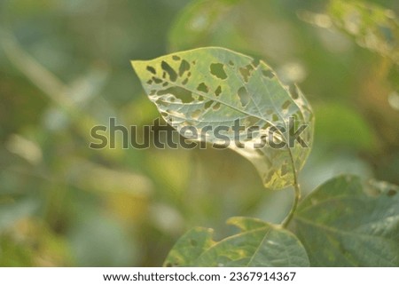 close up of soybean tree leaves being eaten by caterpillars