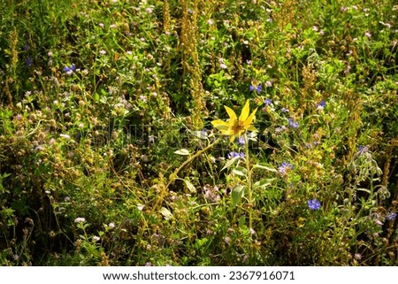 Swabian Alb Biosphere: Blossoming Meadow, a Haven for Bees and Pollinators Royalty-Free Stock Photo #2367916071