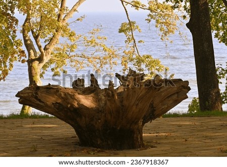 Upside down tree trunk. Baltic seascape view. Royalty-Free Stock Photo #2367918367