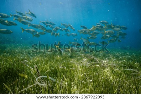 Exotic fish school swimming underwater in deep blue ocean above green seaweed with sun shining through water Royalty-Free Stock Photo #2367922095